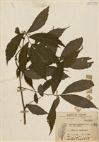 藏品(冷清草)的圖片